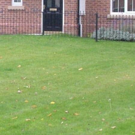 Low Maintenance Grass seed