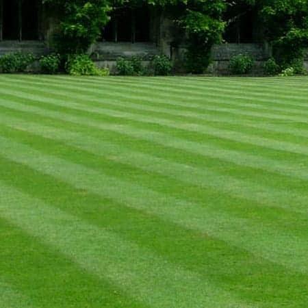 Formal Grass seed