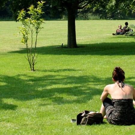Suburban Grass seed