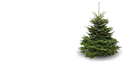 Christmas trees